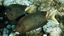 Image of Siganus stellatus (Brown-spotted spinefoot)