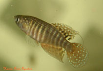 Image of Simpsonichthys suzarti 
