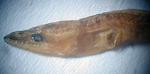 Image of Skythrenchelys zabra (Angry worm eel)