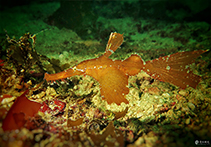 Image of Solenostomus cyanopterus (Ghost pipefish)