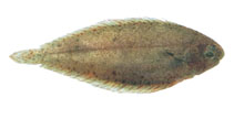 Image of Solea elongata (Elongate sole)