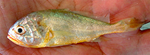 Image of Sonorolux fluminis (Estuary croaker)