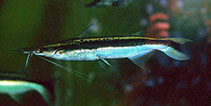 Image of Sorubim lima (Duckbill catfish)