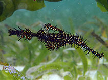 Image of Solenostomus paradoxus (Harlequin ghost pipefish)