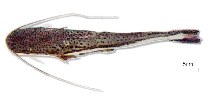 Image of Sorubimichthys planiceps (Firewood catfish)