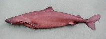 Image of Somniosus rostratus (Little sleeper shark)