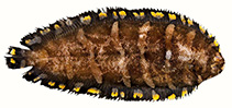 Image of Soleichthys siammakuti 