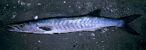 Image of Sphyraena afra (Guinean barracuda)