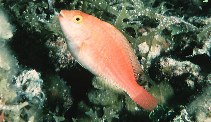 Image of Sparisoma atomarium (Greenblotch parrotfish)