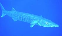 Image of Sphyraena barracuda (Great barracuda)