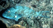 Image of Sparisoma chrysopterum (Redtail parrotfish)