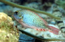 Image of Sparisoma aurofrenatum (Redband parrotfish)