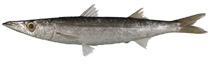 Image of Sphyraena japonica (Japanese barracuda)