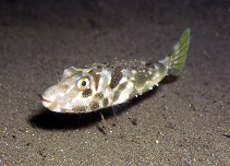 Image of Sphoeroides marmoratus (Guinean puffer)