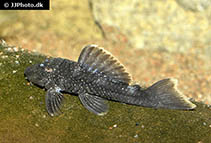 Image of Spectracanthicus murinus 