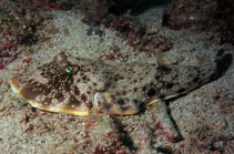 Image of Sphoeroides nephelus (Southern puffer)