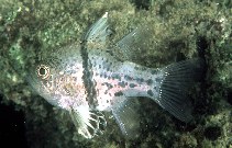 Image of Sphaeramia orbicularis (Orbiculate cardinalfish)