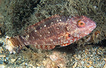 Image of Sparisoma radians (Bucktooth parrotfish)