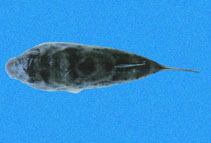 Image of Sphoeroides sechurae (Peruvian puffer)
