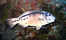 Image of Sparisoma strigatum (Strigate parrotfish)