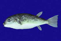 Image of Sphoeroides trichocephalus (Pygmy puffer)