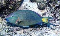 Image of Sparisoma viride (Stoplight parrotfish)