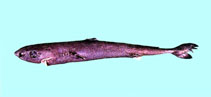 Image of Squaliolus aliae (Smalleye pygmy shark)