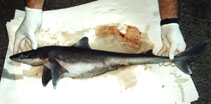 Image of Squalus mitsukurii (Shortspine spurdog)