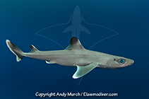 Image of Squalus cubensis (Cuban dogfish)