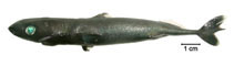 Image of Squaliolus laticaudus (Spined pygmy shark)