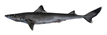 Image of Squalus mitsukurii (Shortspine spurdog)