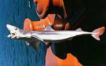 Image of Squalus suckleyi (Pacific spiny dogfish)