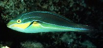 Image of Stethojulis albovittata (Bluelined wrasse)