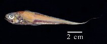 Image of Steindachneria argentea (Luminous hake)
