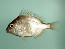 Image of Stenotomus caprinus (Longspine porgy)