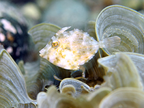 Image of Stephanolepis cirrhifer (Threadsail filefish)