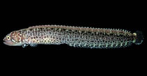 Image of Stathmonotus culebrai (Panamanian worm blenny)