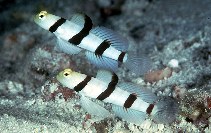 Image of Stonogobiops dracula (Dracula shrimp-goby)