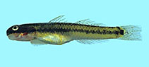 Image of Stiphodon elegans 