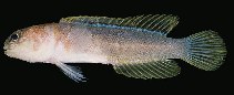 Image of Stalix eremia (Solitary jawfish)
