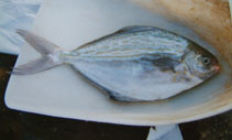 Image of Stromateus fiatola (Blue butterfish)