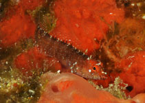 Image of Starksia hassi (Ringed blenny)