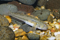 Image of Stenogobius hawaiiensis 