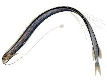 Image of Stomias longibarbatus (Longbarb scaly dragonfish)