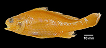Image of Stellifer macallisteri (Caribbean stardrum)