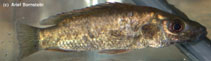 Image of Stomatepia mongo (Mongo)