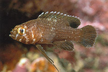 Image of Steeneichthys nativitatus (Christmas longfin)