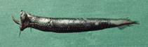 tn_Stneb_u0.jpg