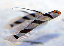 Image of Stonogobiops nematodes (Filament-finned prawn-goby)
