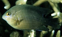 Image of Stegastes nigricans (Dusky farmerfish)